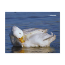 Peking Anka ler en Mona Lisa Smile i Sol