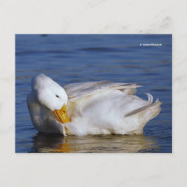 Peking Anka ler en Mona Lisa Smile i Sol Vykort