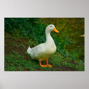 Peking anka poster