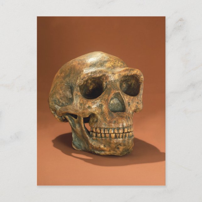 Peking Man's rekonstruerade skalle Vykort (Framsida)