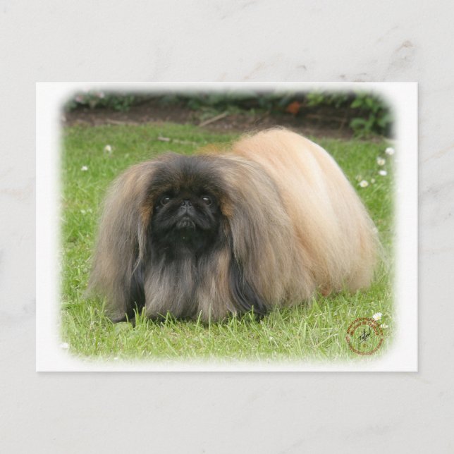 Pekingese 9Y218D-016 Vykort (Framsida)