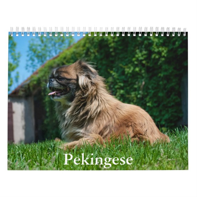 Pekingese Calendar Kalender (Omslag)