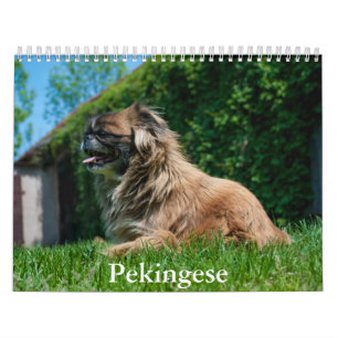 Pekingese Calendar Kalender