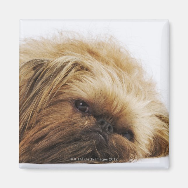 Pekingese hund, nära magnet (Framsidan)