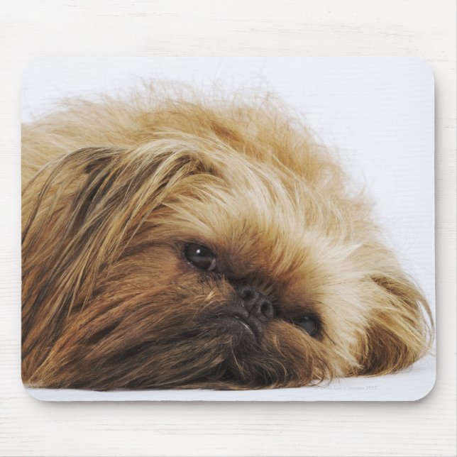 Pekingese hund, nära musmatta (Framsidan)