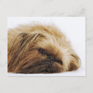 Pekingese hund, nära vykort