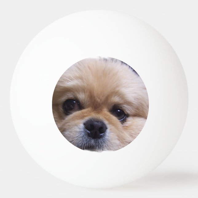 Pekingese hund pingisboll (Framsidan)