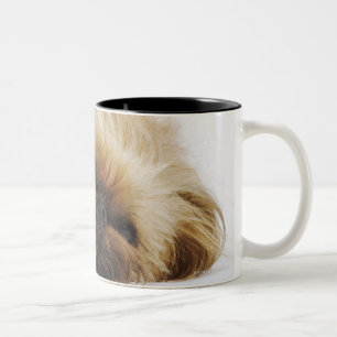 Pekingese hund, tätt upp Två-Tonad mugg