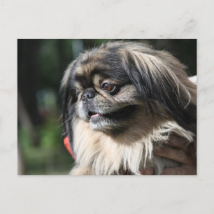 Pekingese hund vykort