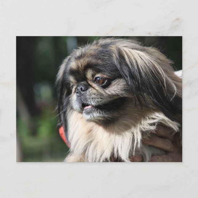 Pekingese hund vykort (Framsida)