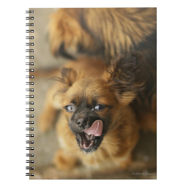 Pekingese hundar anteckningsbok med spiral (Framsidan)