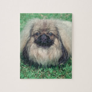 Pekingese hundpussel pussel