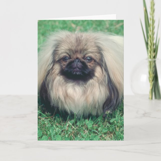 Pekingese Kort (Framsida)