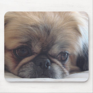 Pekingese Musmatta