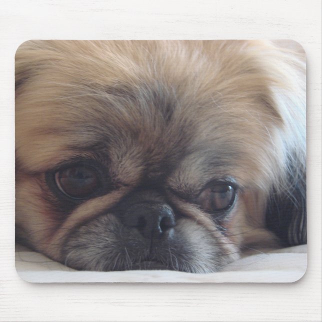 Pekingese Musmatta (Framsidan)