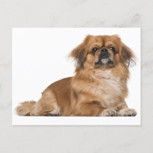 Pekingese Puppy Hund-kort Vykort