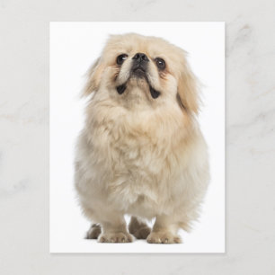 Pekingese Puppy Hund-kort Vykort