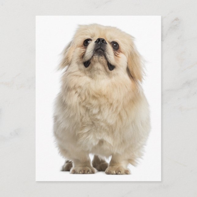 Pekingese Puppy-Hund-kort Vykort (Framsida)