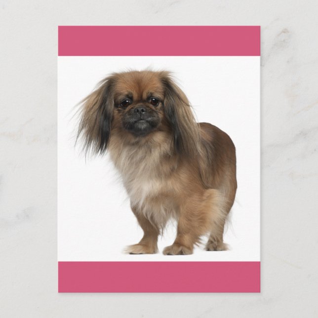 Pekingese Puppy-Hund-kort Vykort (Framsida)