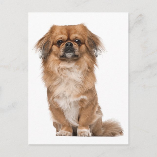 Pekingese Puppy-Hund-kort Vykort (Framsida)