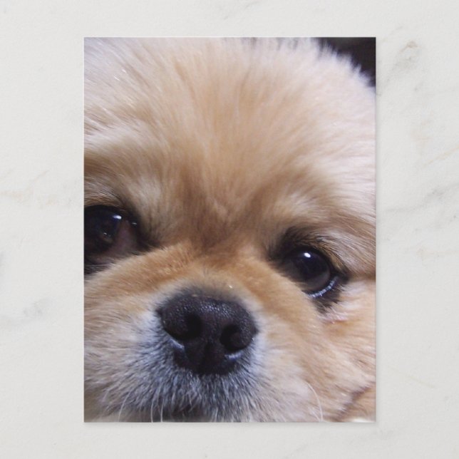 Pekingese Puppy Postcard Vykort (Framsida)