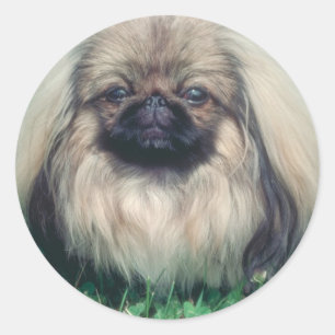 Pekingese Runt Klistermärke