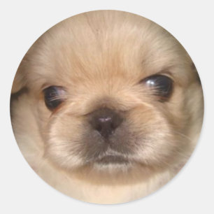 pekingese valpklistermärke runt klistermärke