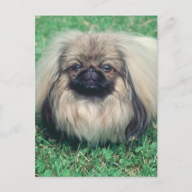 Pekingese Vykort (Framsida)