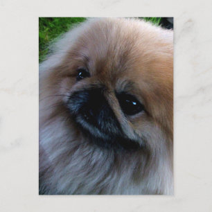 Pekingese Vykort