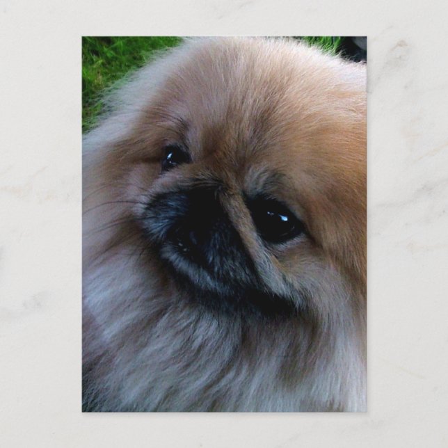 Pekingese Vykort (Framsida)