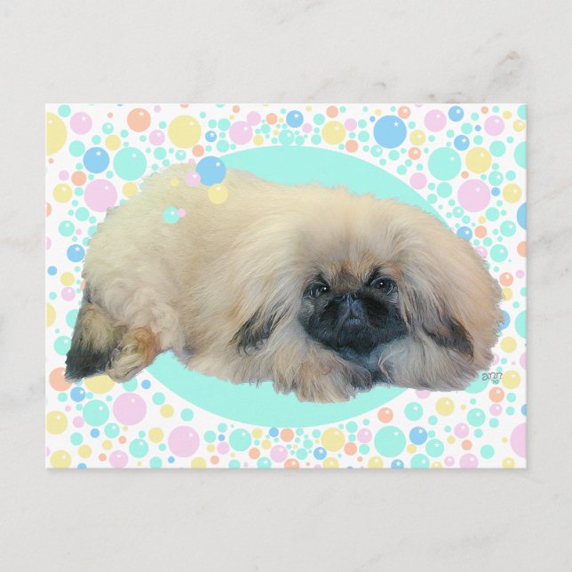 Pekingeser Bubbel Glädje Vykort (Framsida)