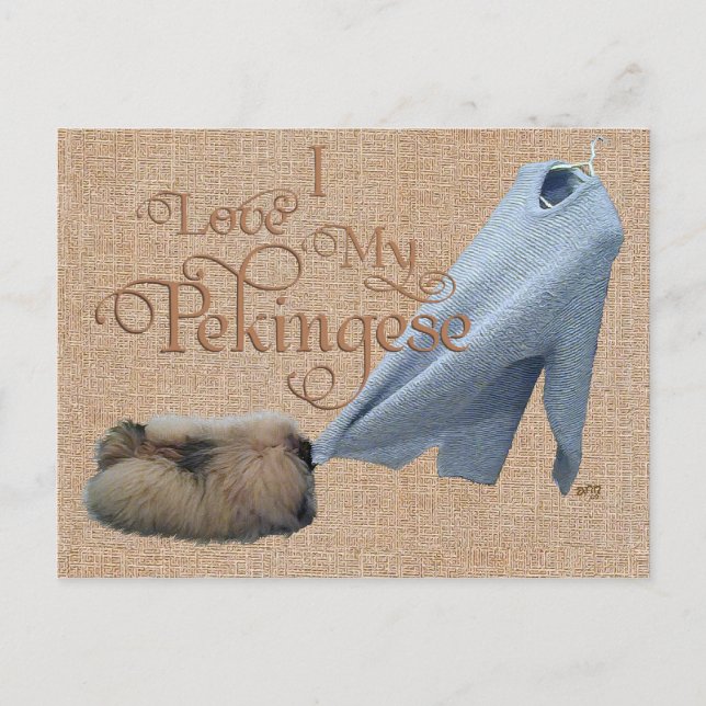 Pekingeser Dragkamp Vykort (Framsida)