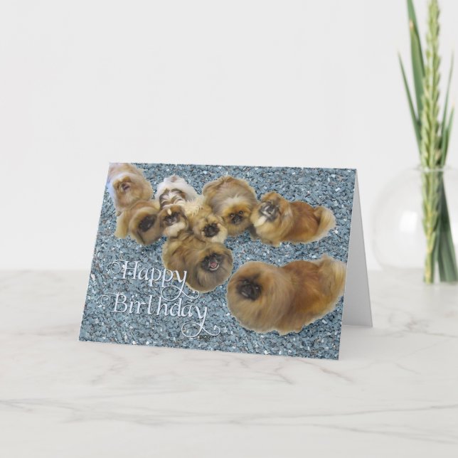 Pekingeser födelsedagsgratulationskort kort (Framsida)