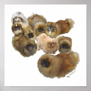 Pekingeser grupp poster