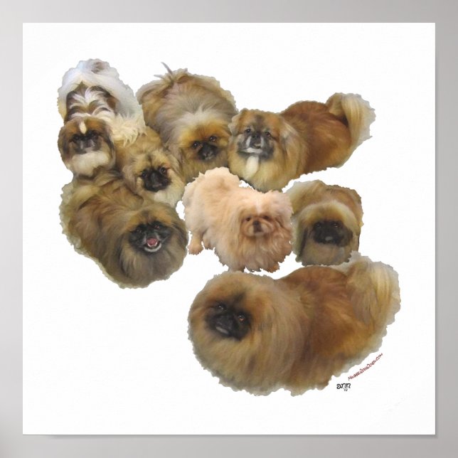 Pekingeser grupp poster (Framsidan)