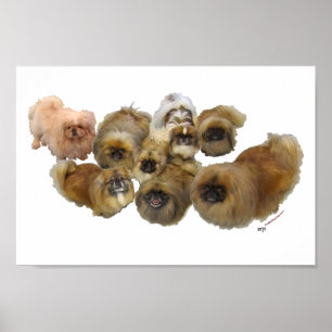 Pekingeser grupp poster