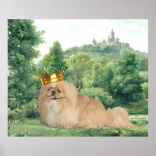 Pekingeser Konung Poster