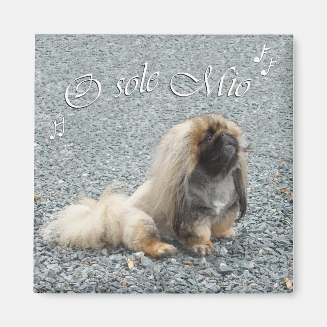 Pekingeser Magnet (Framsidan)