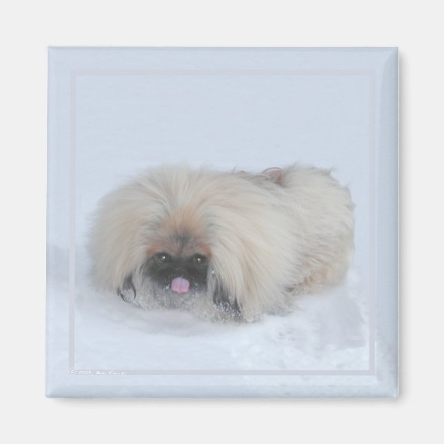 Pekingeser Magnet (Framsidan)