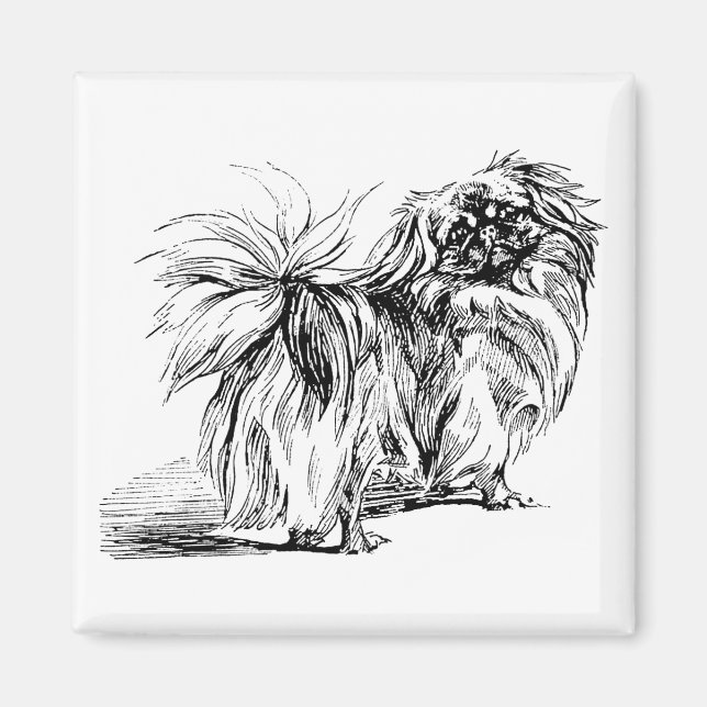 Pekingeser Magnet (Framsidan)