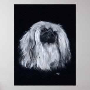 Pekingeser Porträtt i Svart & Vitt Poster