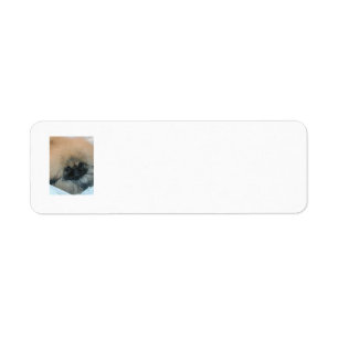 Pekingeser Returadressetiketter Returadress Etikett