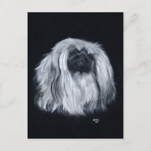 Pekingeser Svart & Vitt Vykort
