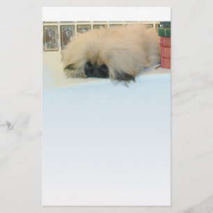 Pekingeser Tänker Stort
