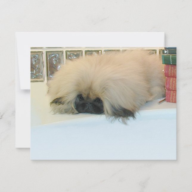 Pekingeser Tänker Stort (Framsida)