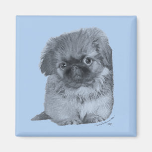 Pekingeser Valp Blå Magnet