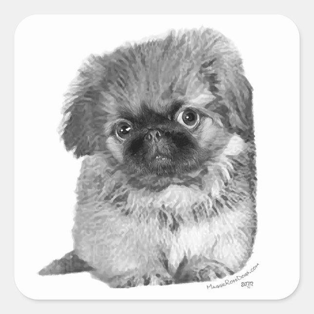 Pekingeser-valp Fyrkantigt Klistermärke (Framsida)