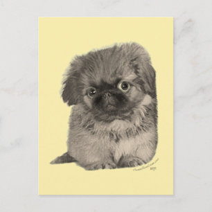 Pekingeser-valp gul vykort