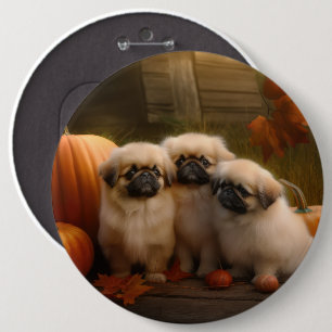 Pekingeser Valp Höstglädje Pumpa Knapp