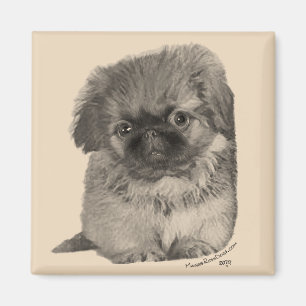 Pekingeser-valp Magnet